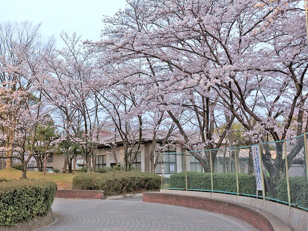 さくら近隣公園写真